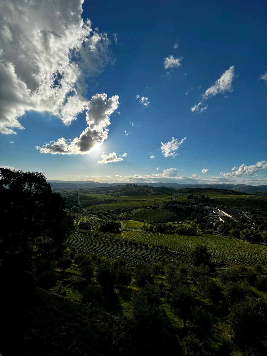 Colline verdi con vigneti e uliveti sotto un cielo azzurro.