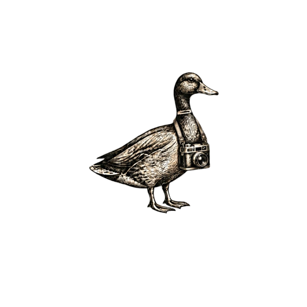 The Curious Duck Travel Design